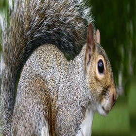 Pest Control: LSK Pest Control